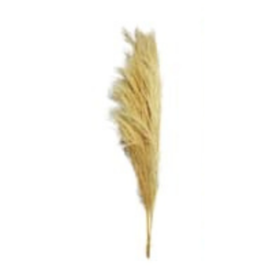 Plumes, grasses and leaves