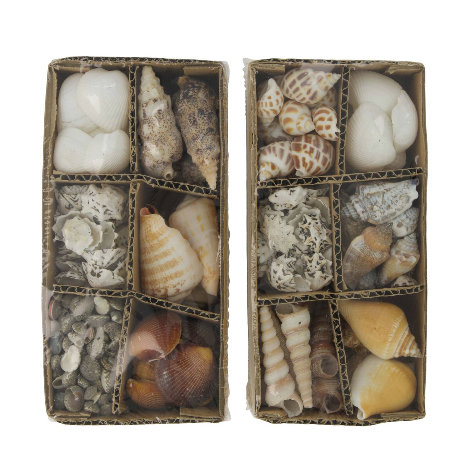 Shell assorted in box nature 14x9x6cm 400gr A/2