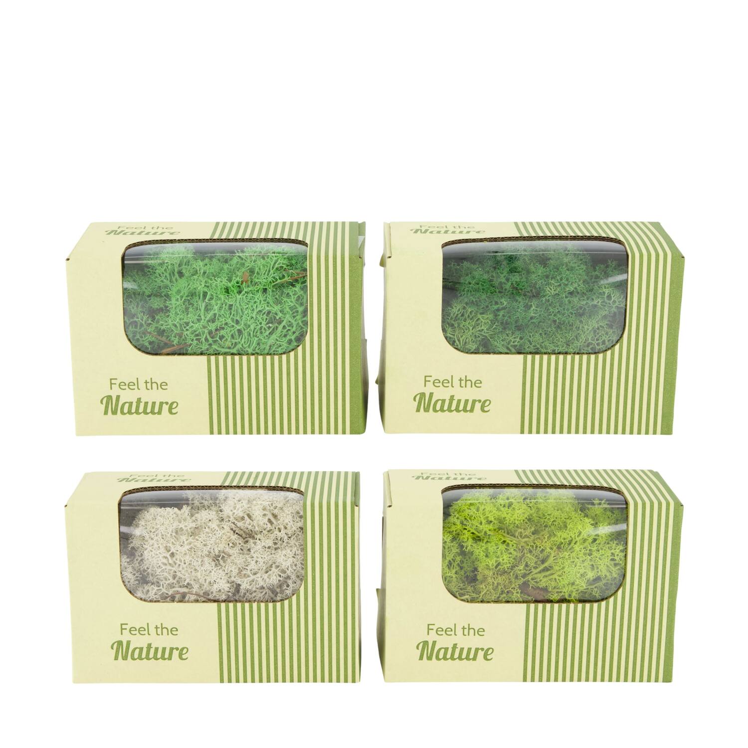 Moss reindeer 50gr nature 14x8x10cm - Green