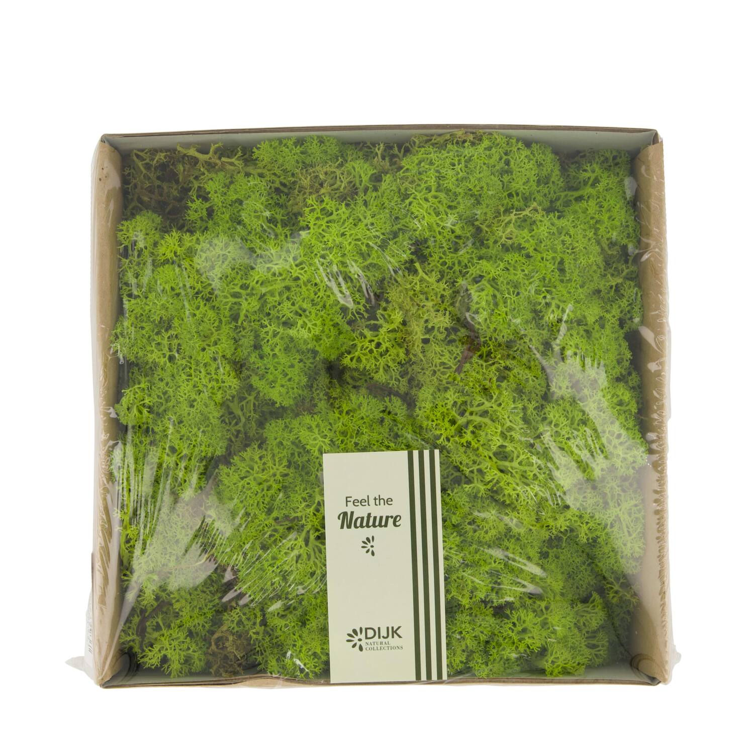 Moss reindeer 250gr nature 19x19x7cm - Green