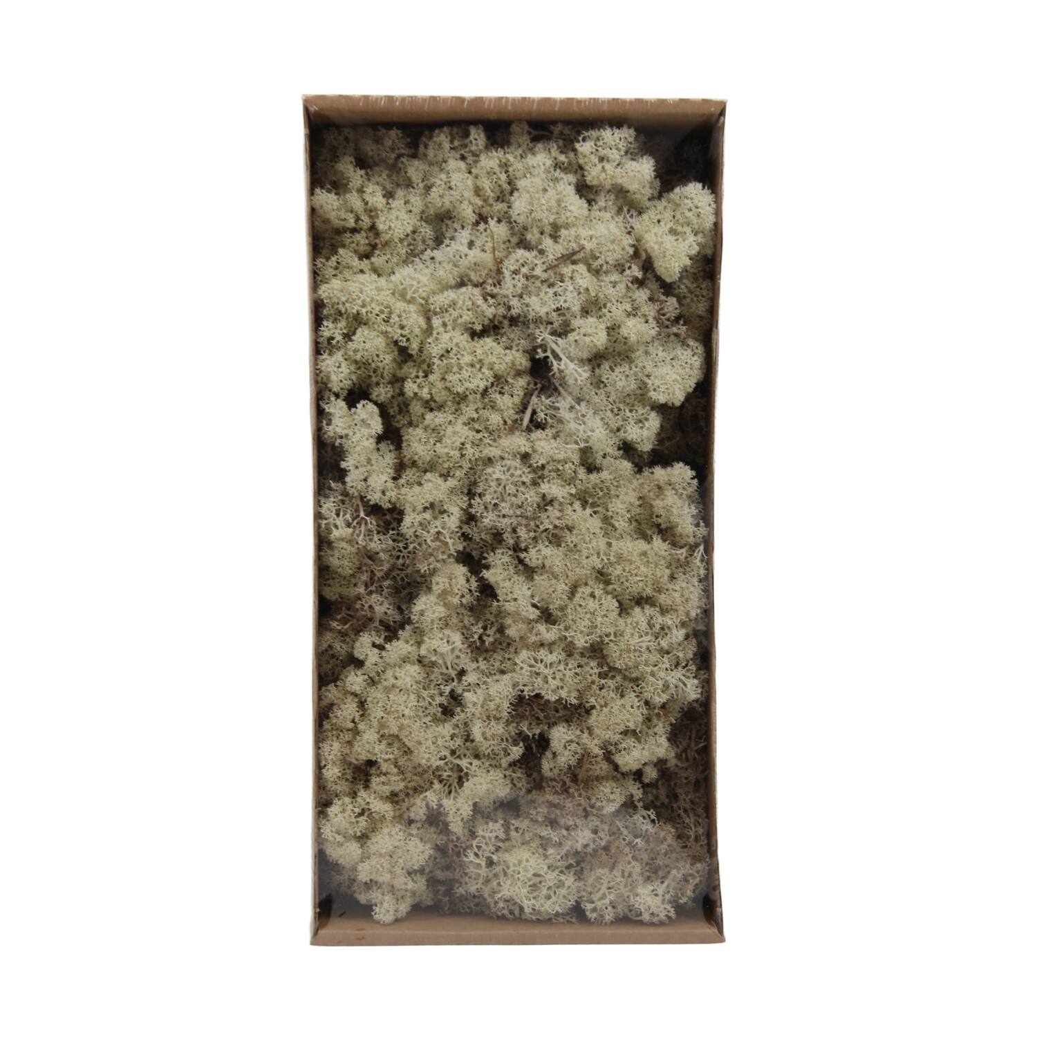 Moss reindeer 500gr nature 38x19x9cm