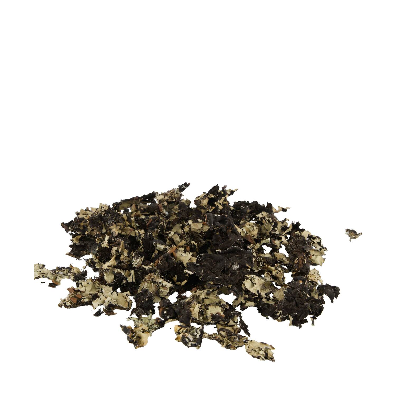 Black moss 250gr - Natural