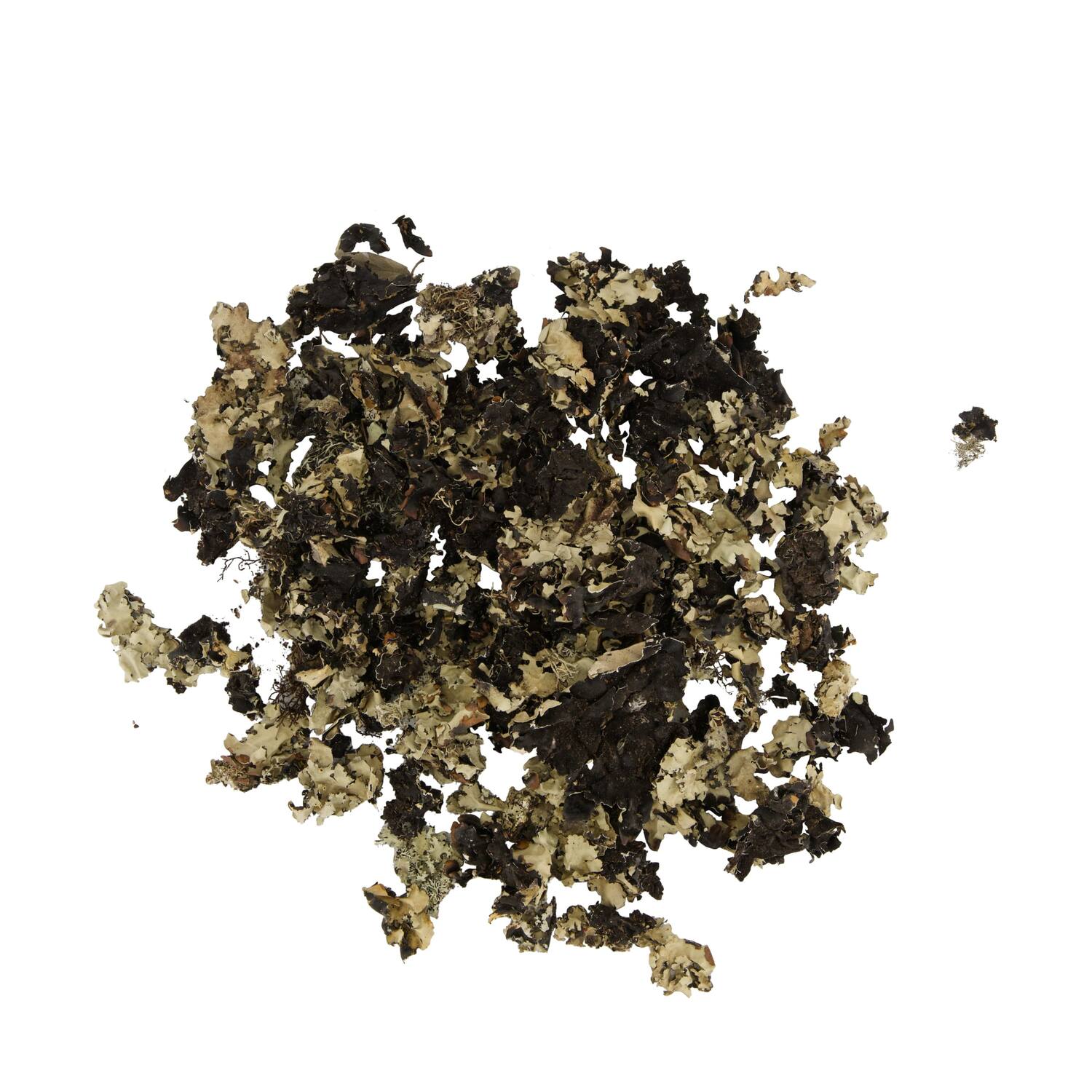 Black moss 250gr - Natural