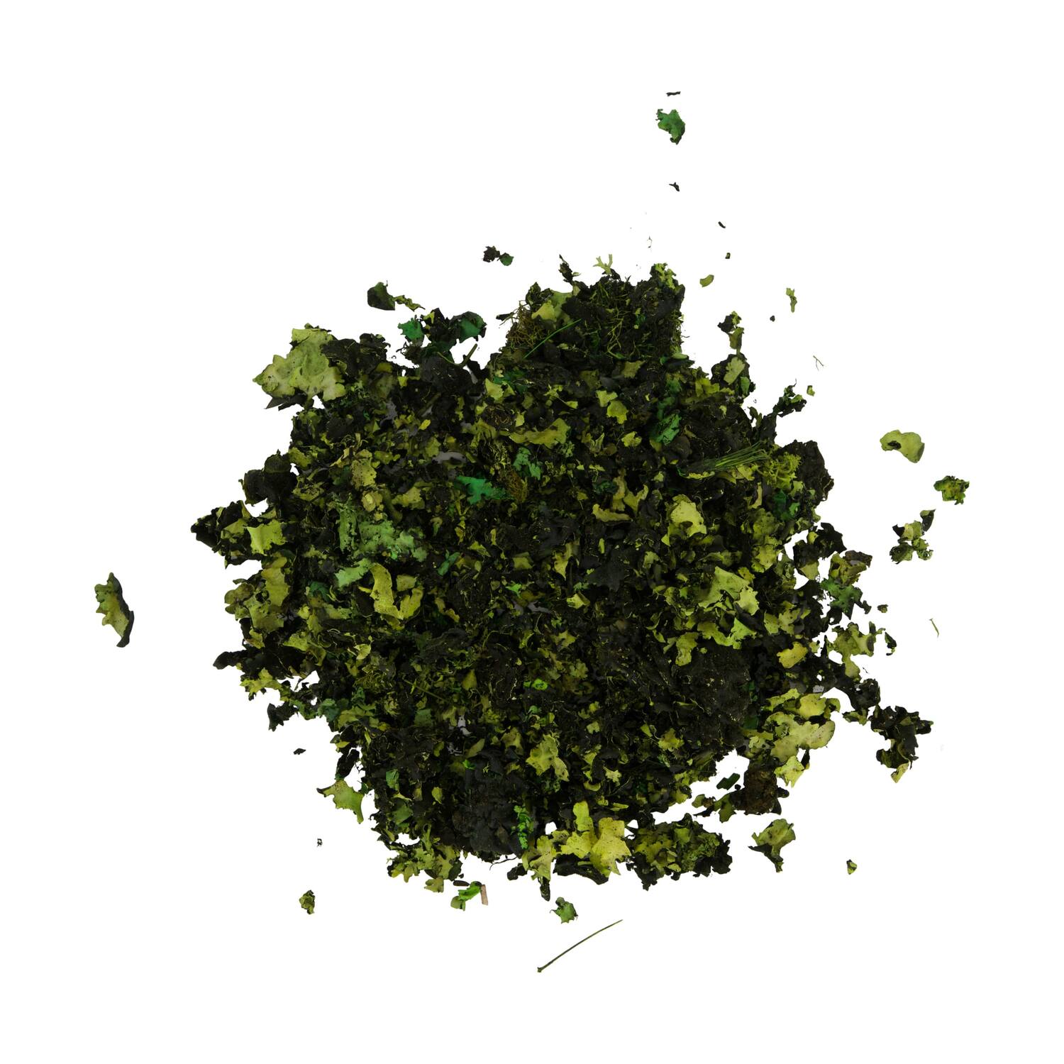 Black moss 250gr - Green