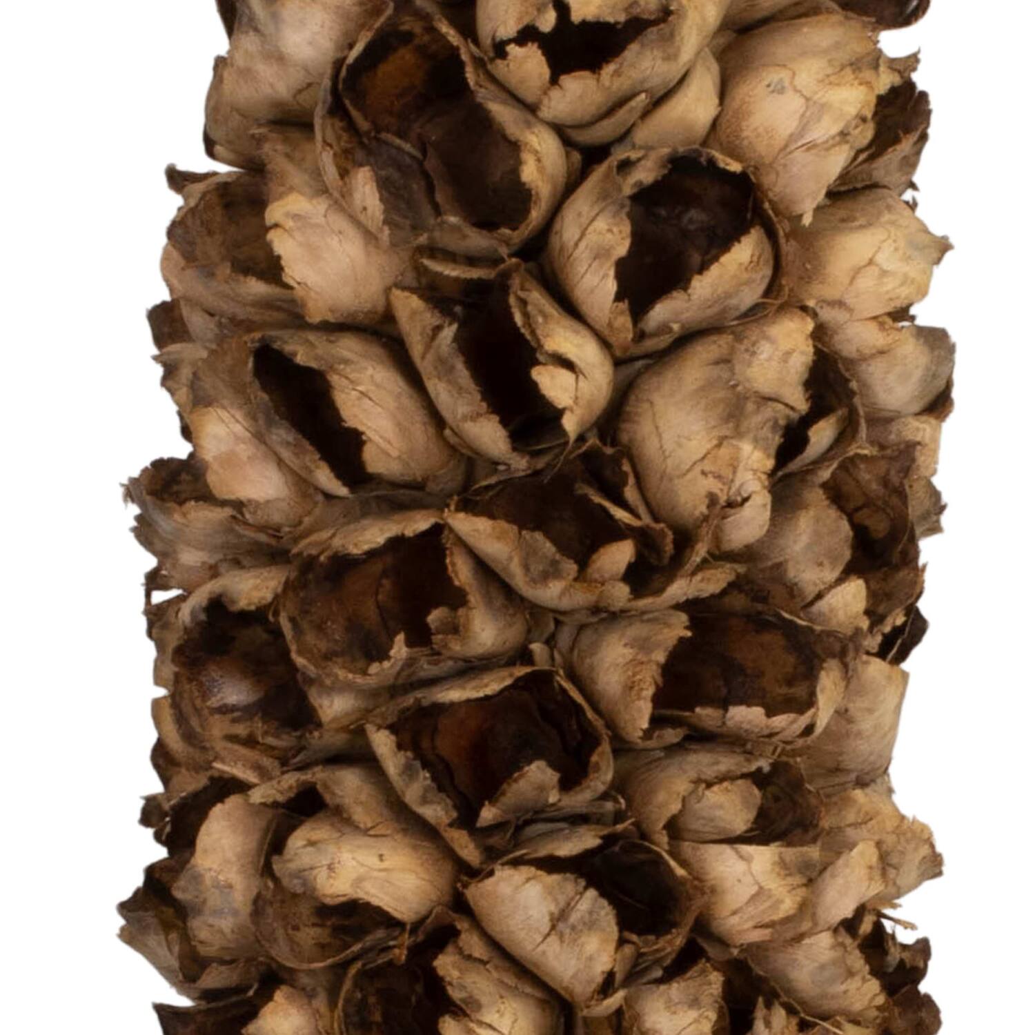 Cacho de coco with stem 90cm - Natural