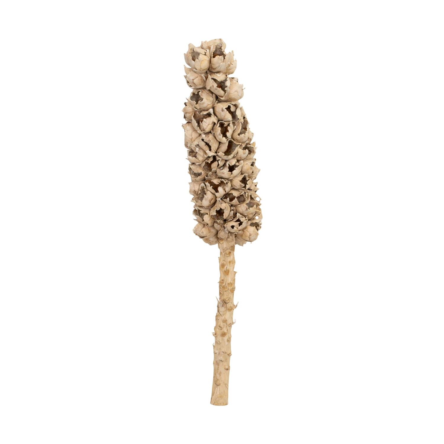Cacho de coco with stem 90cm - Cream