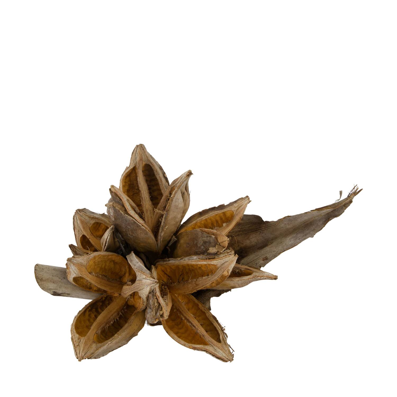 Penca sororoca medium - Natural