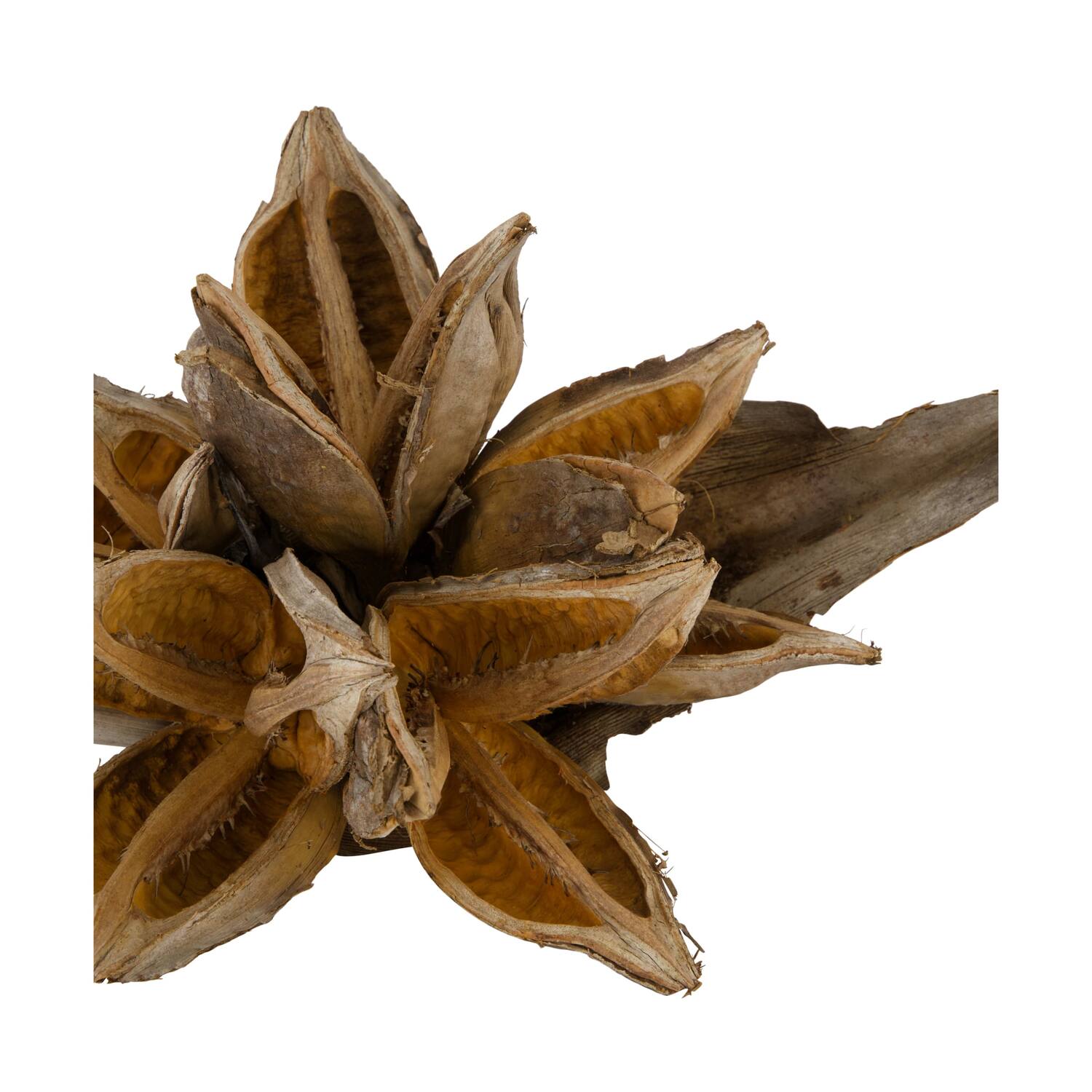 Penca sororoca medium - Natural