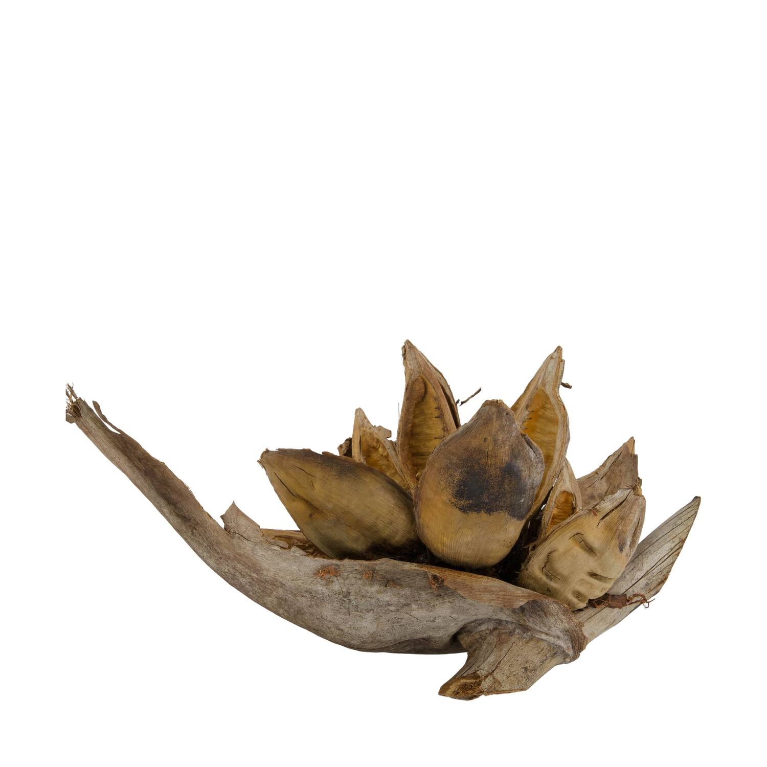 Penca sororoca medium - Natural