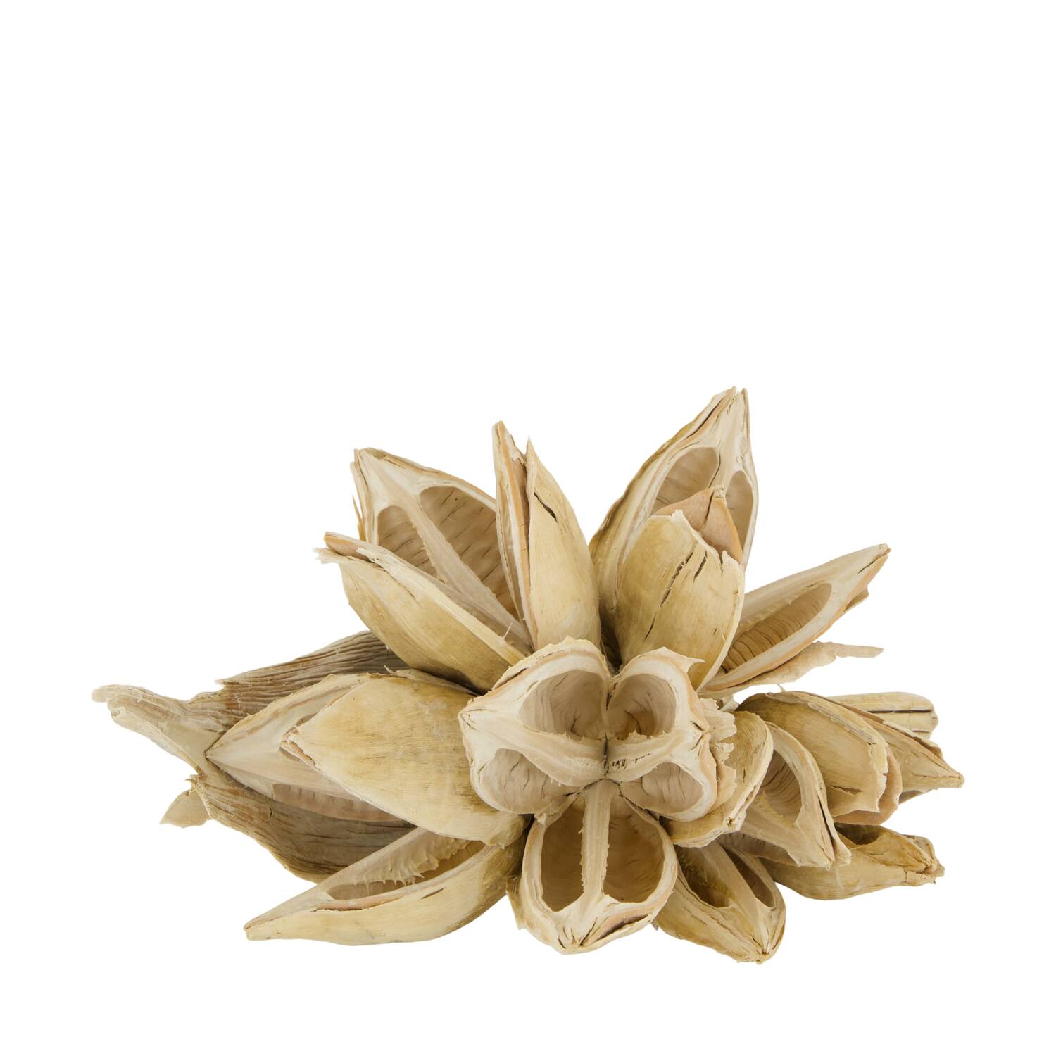 Penca sororoca medium - Cream