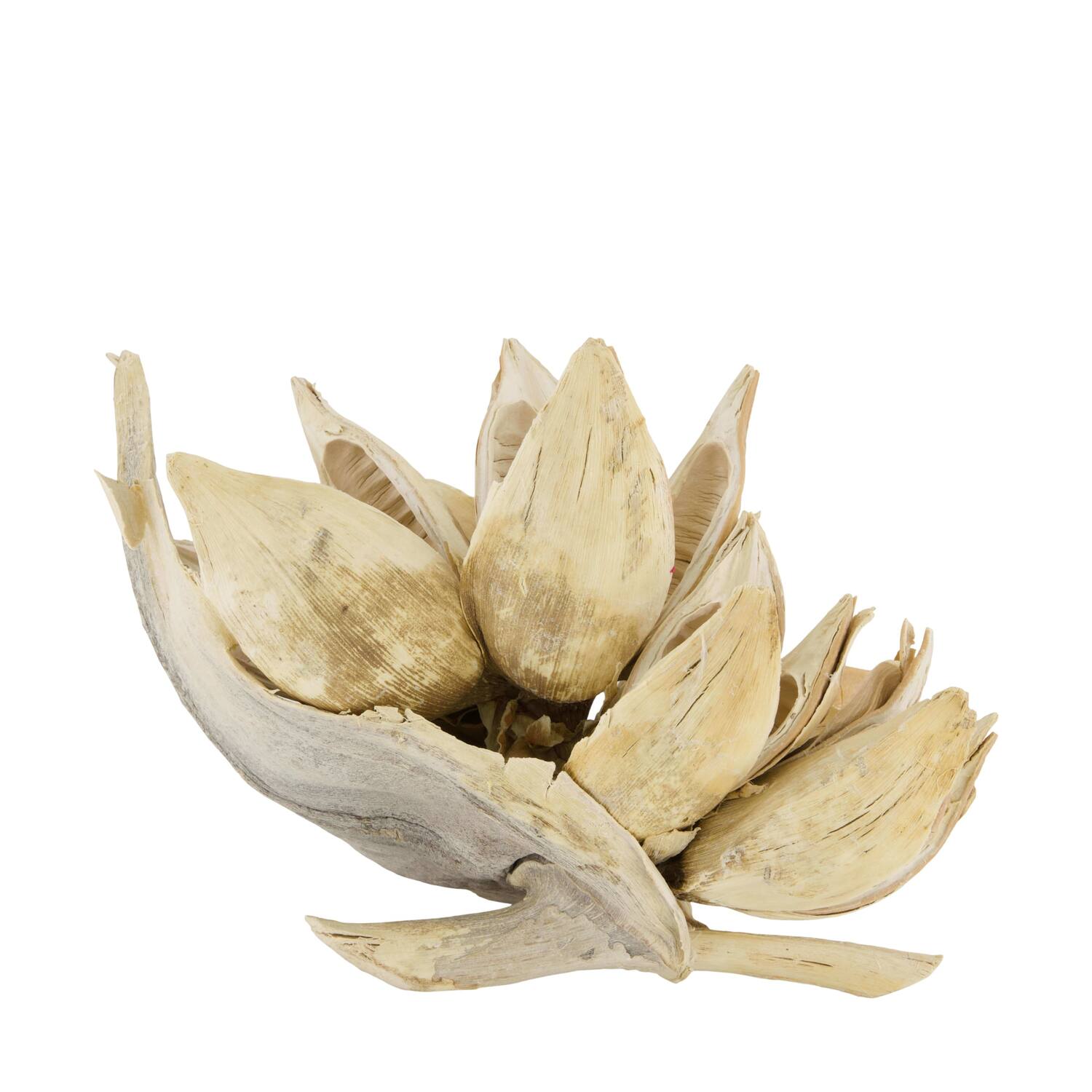 Penca sororoca medium - Cream