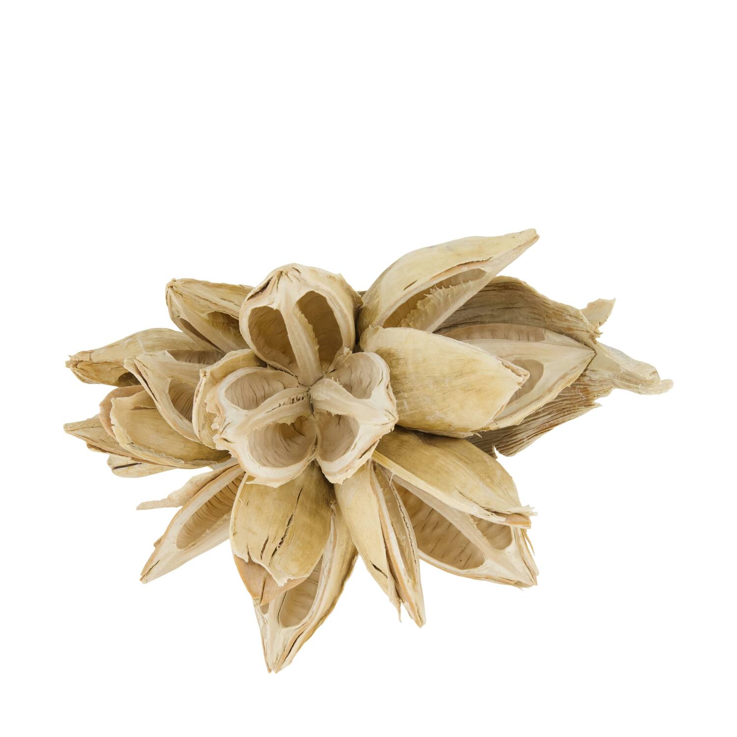 Penca sororoca medium - Cream