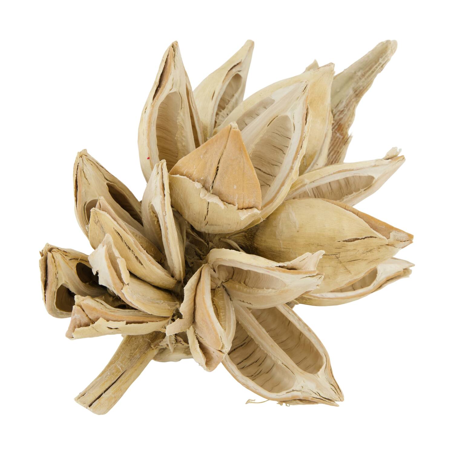 Penca sororoca medium - Cream