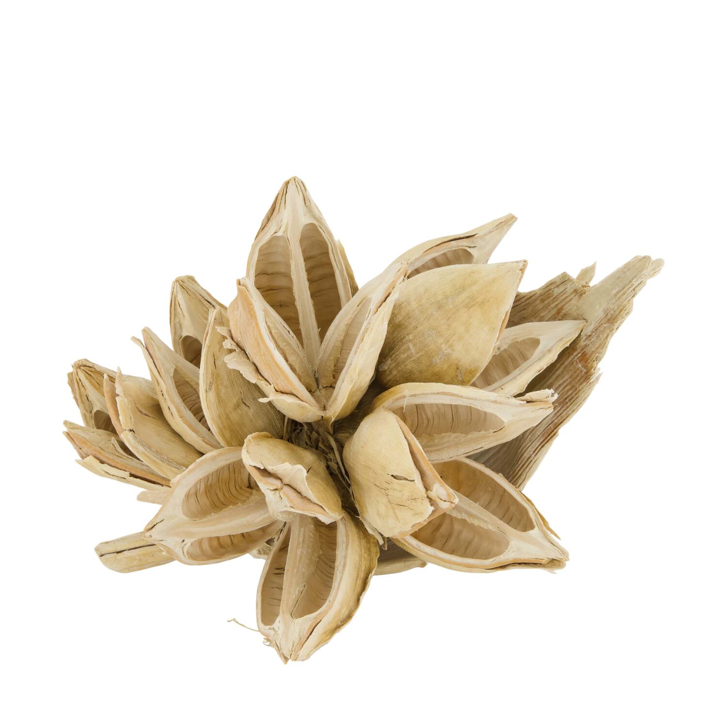 Penca sororoca medium - Cream