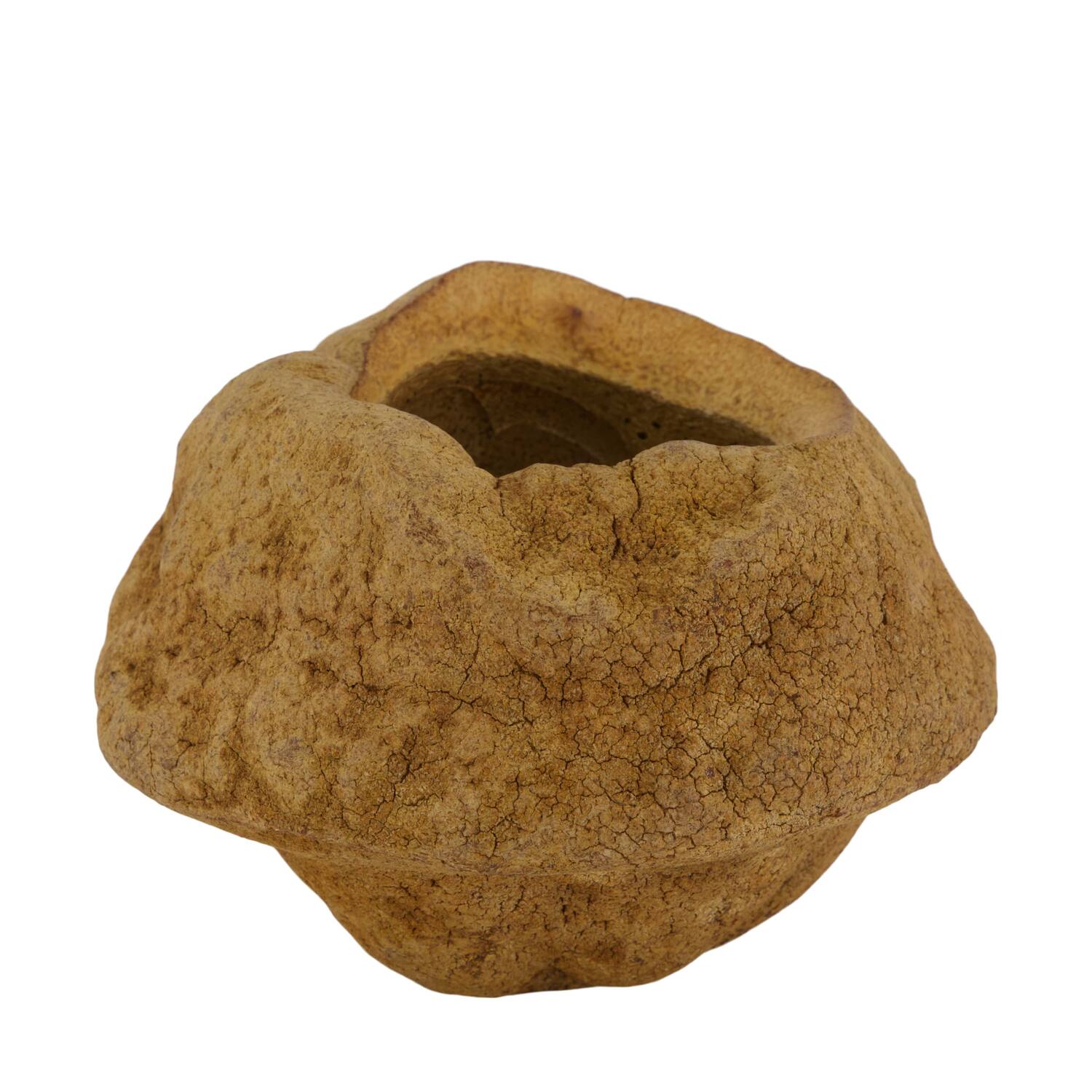 Sapucaja 12-18cm - Natural