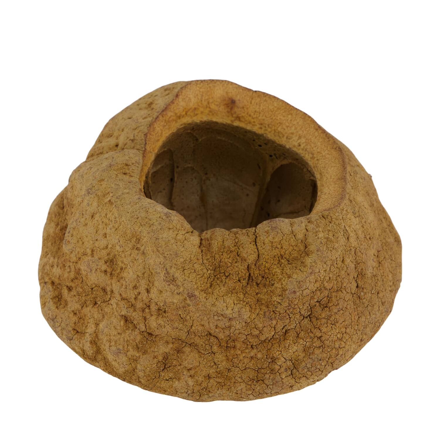 Sapucaja 12-18cm - Natural