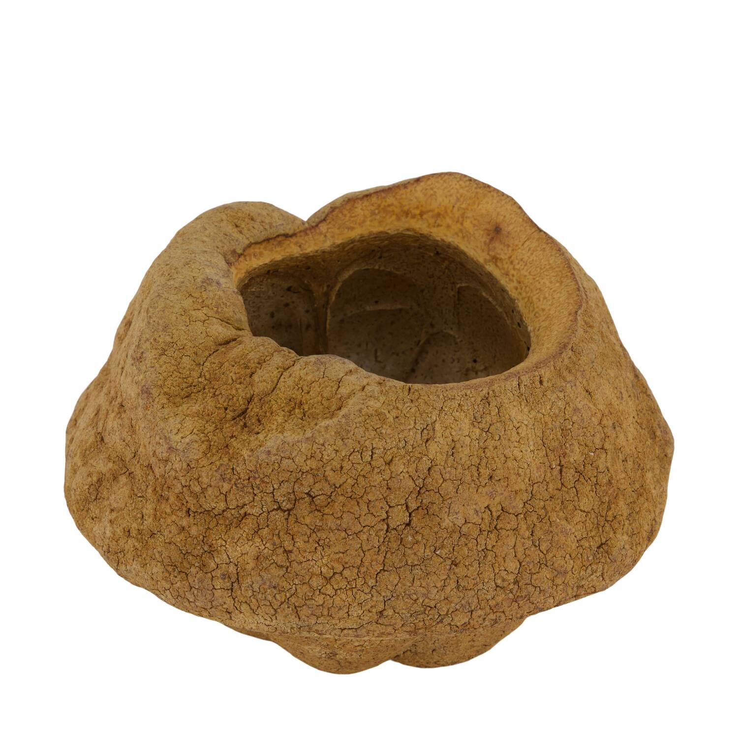 Sapucaja 12-18cm - Natural