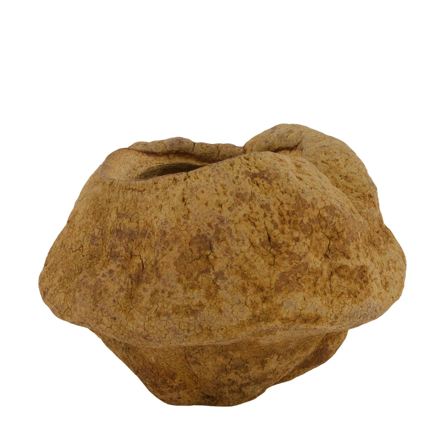Sapucaja 12-18cm - Natural