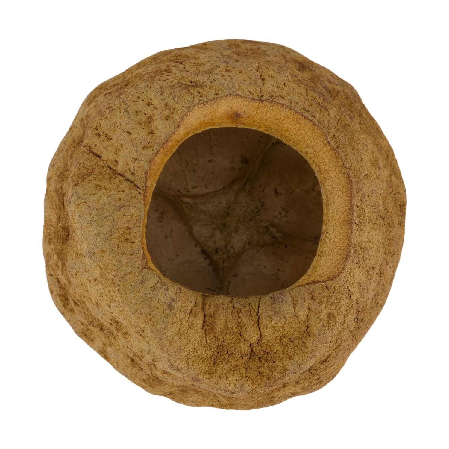 Sapucaja 12-18cm - Natural