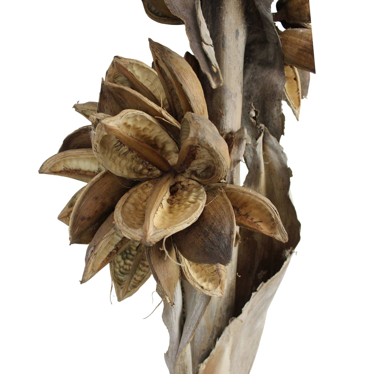 Sororoca 3 flowers nature 76x25x20cm - Natural
