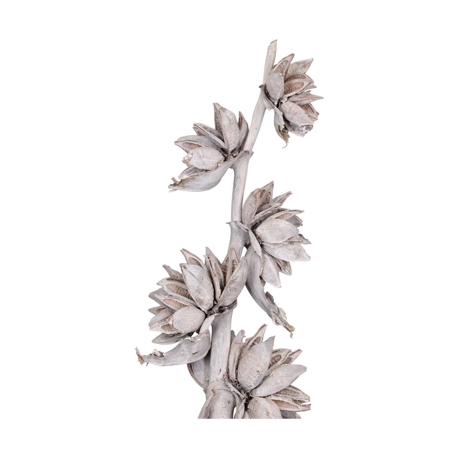 Sororoca trunk 150-170cm - White