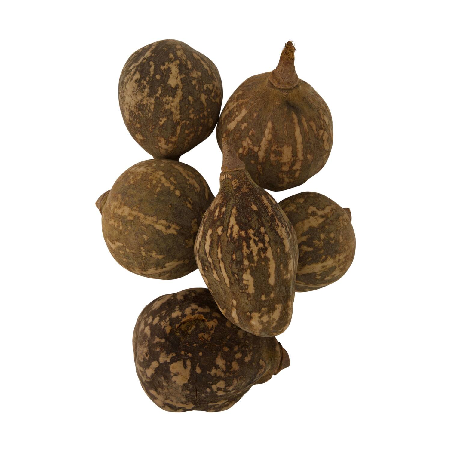 Baobab big 12-20cm 6pc