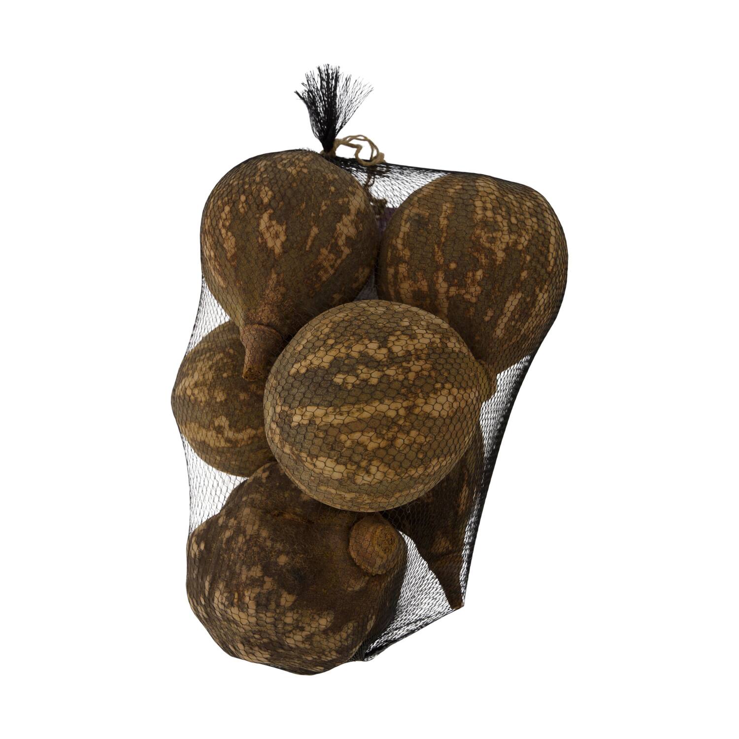 Baobab big 12-20cm 6pc