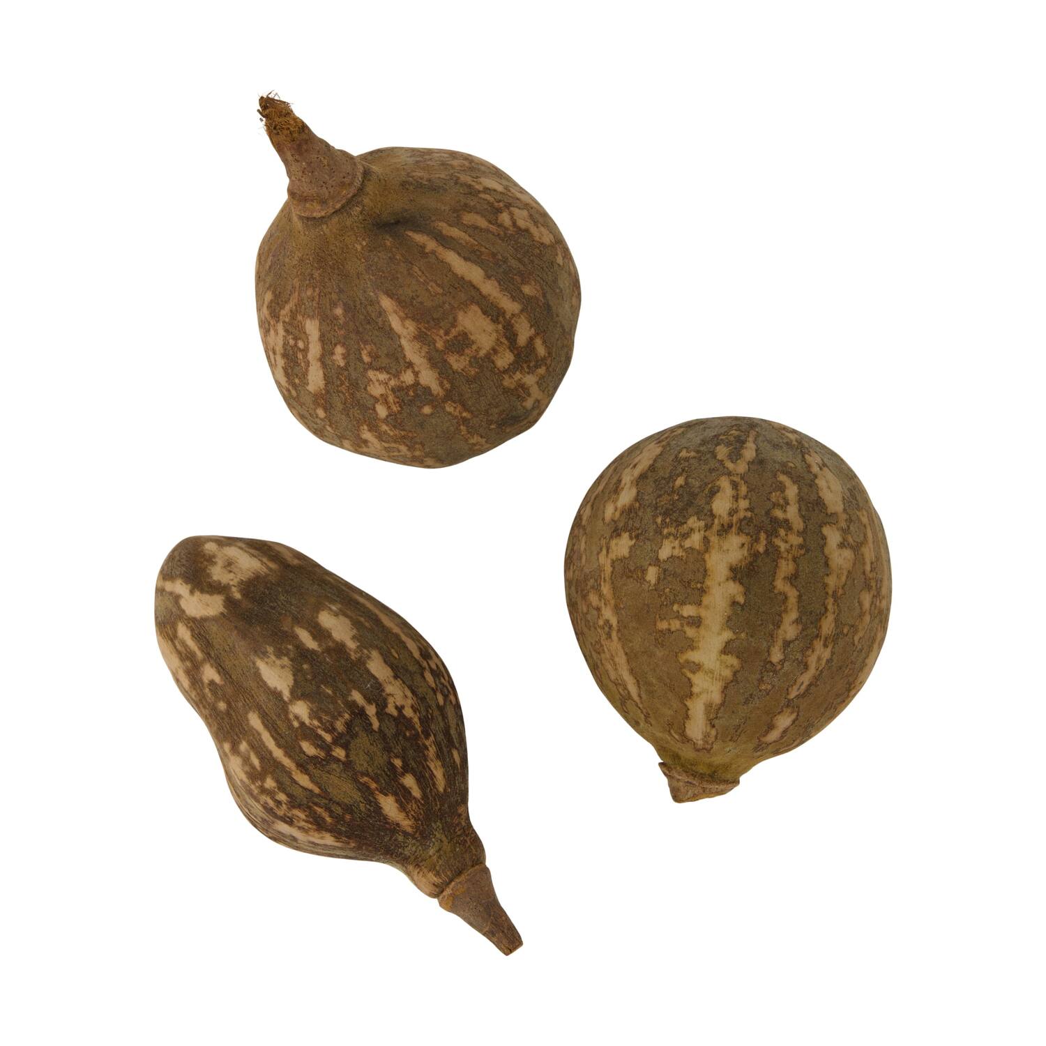 Baobab big 12-20cm 6pc