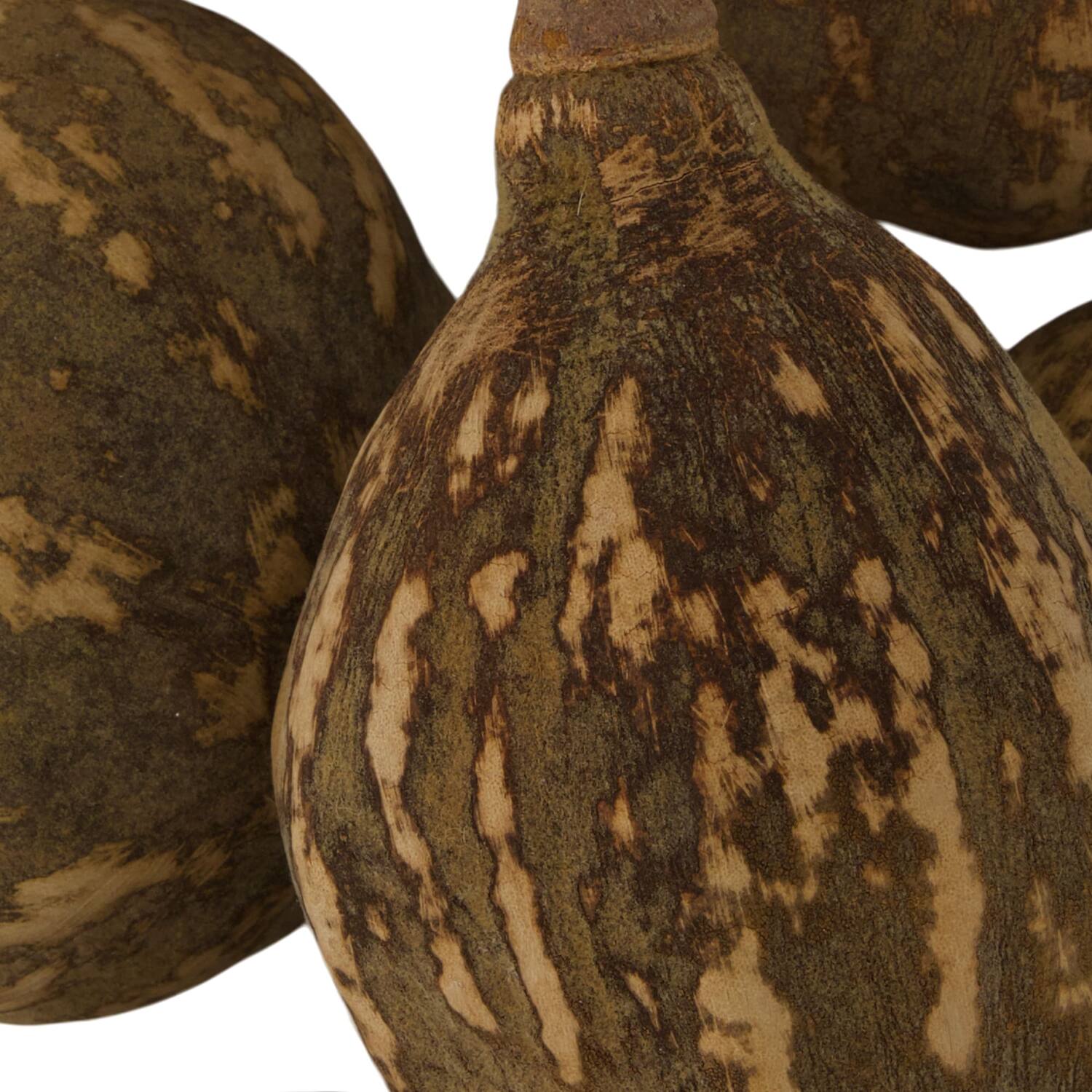 Baobab big 12-20cm 6pc