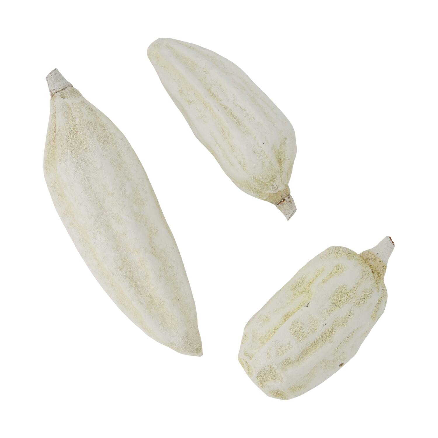 Baobab big 12-20cm 6pc - White