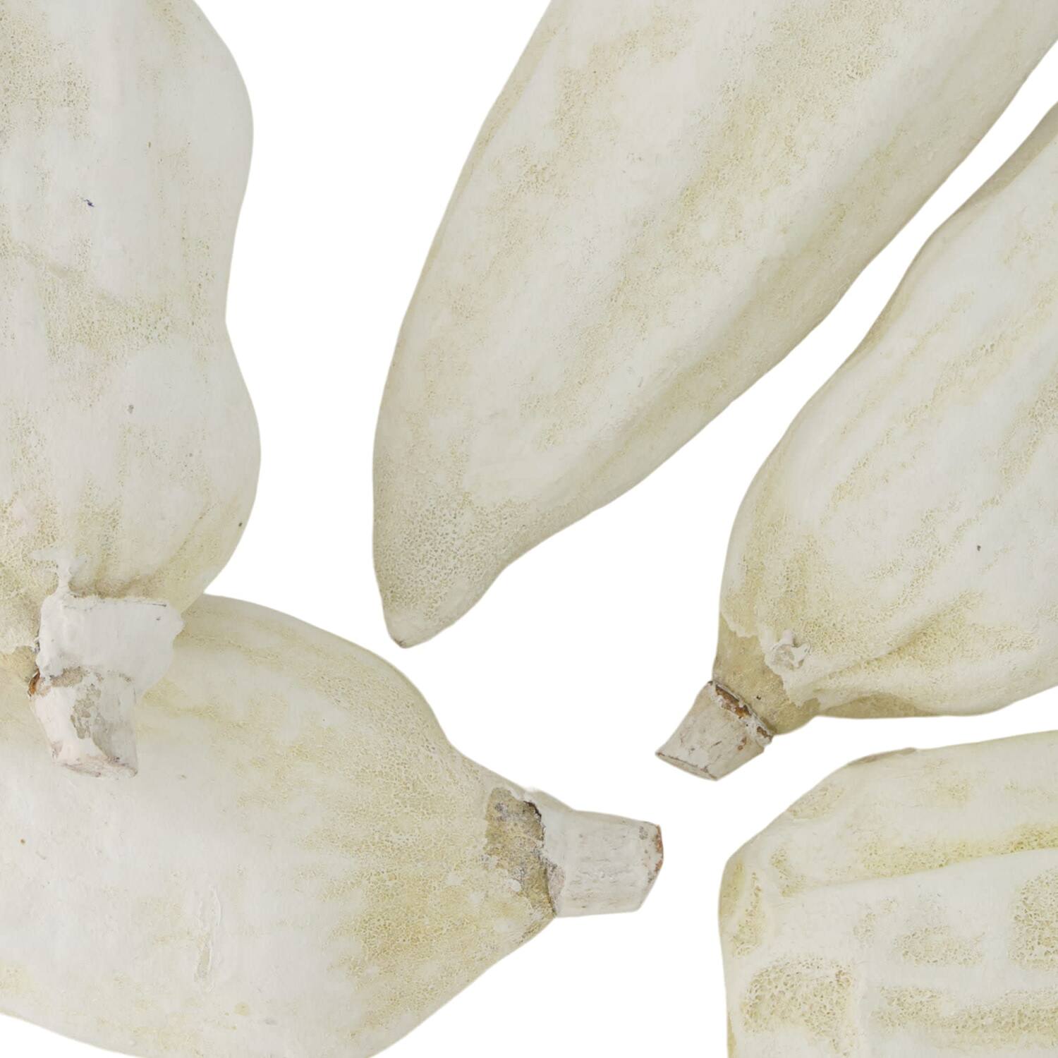 Baobab big 12-20cm 6pc - White