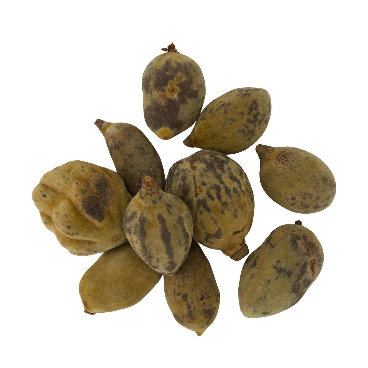 Baobab medium 8-12cm 10pc - Natural