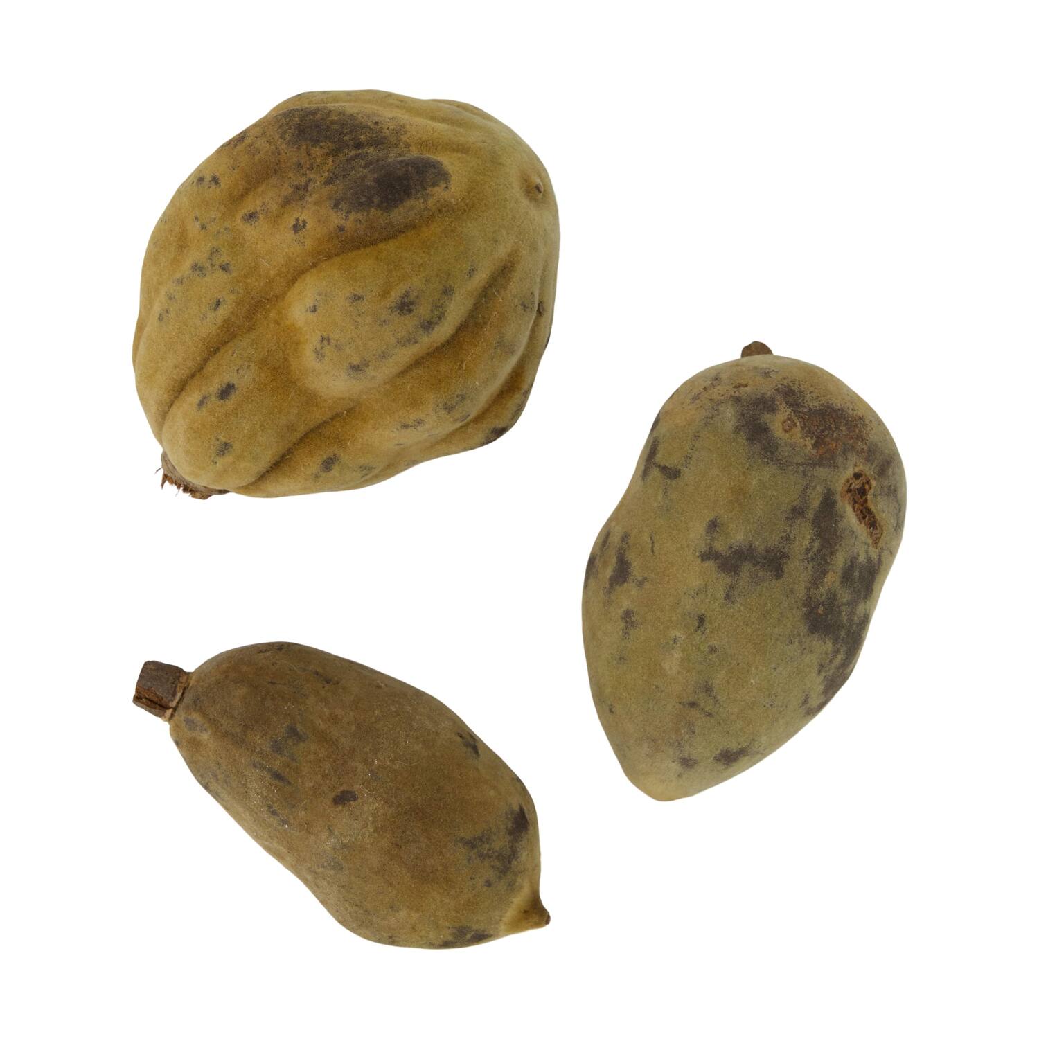 Baobab medium 8-12cm 10pc - Natural