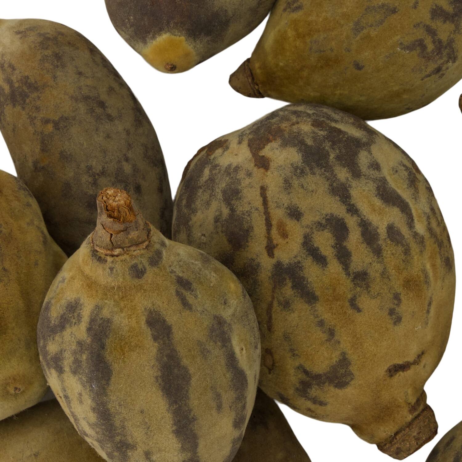 Baobab medium 8-12cm 10pc - Natural