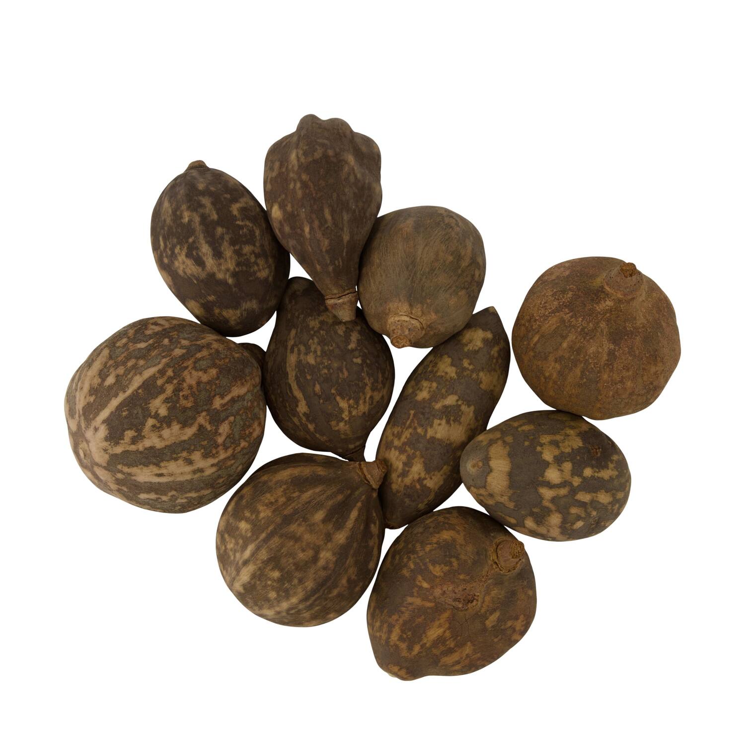 Baobab medium 8-12cm 10pc