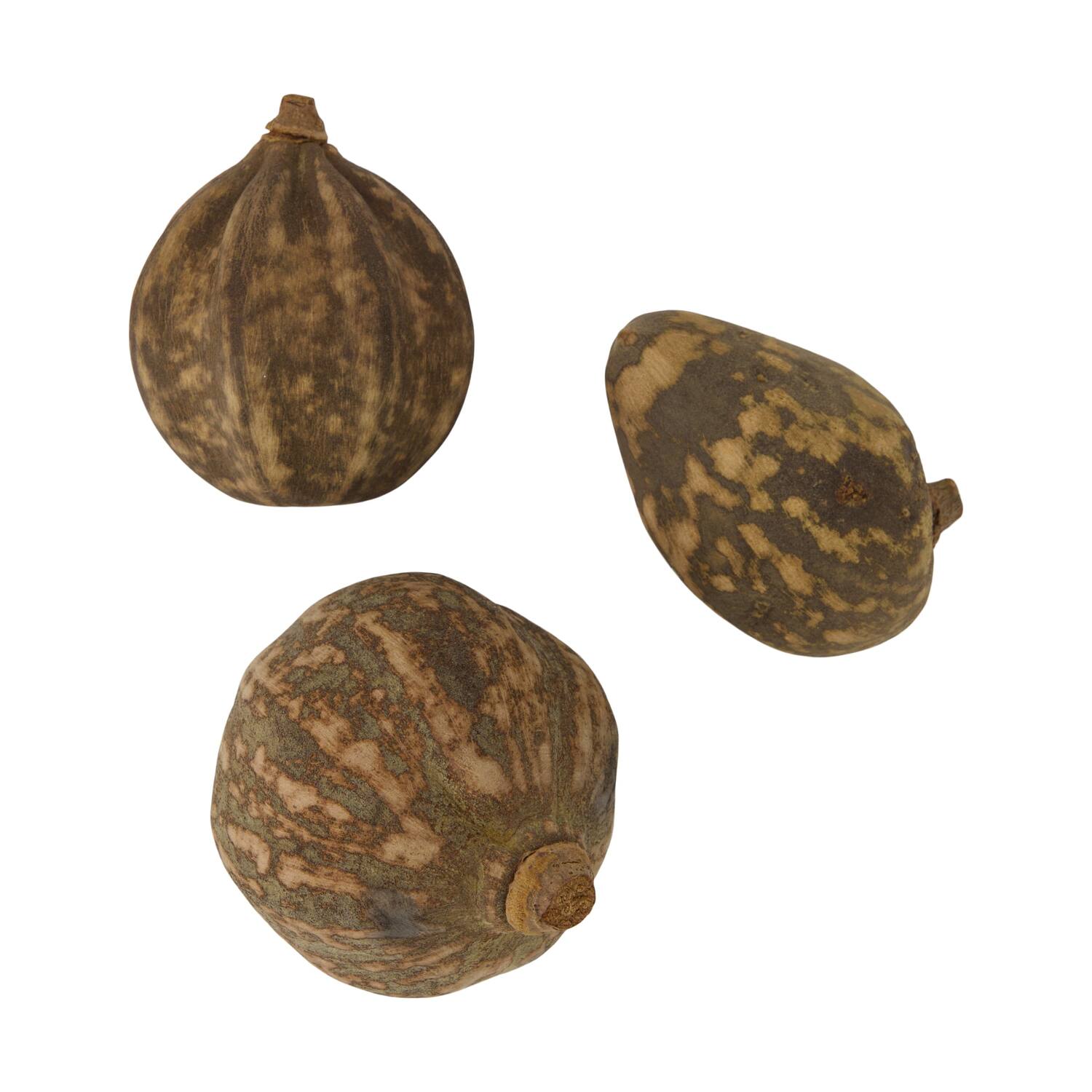 Baobab medium 8-12cm 10pc
