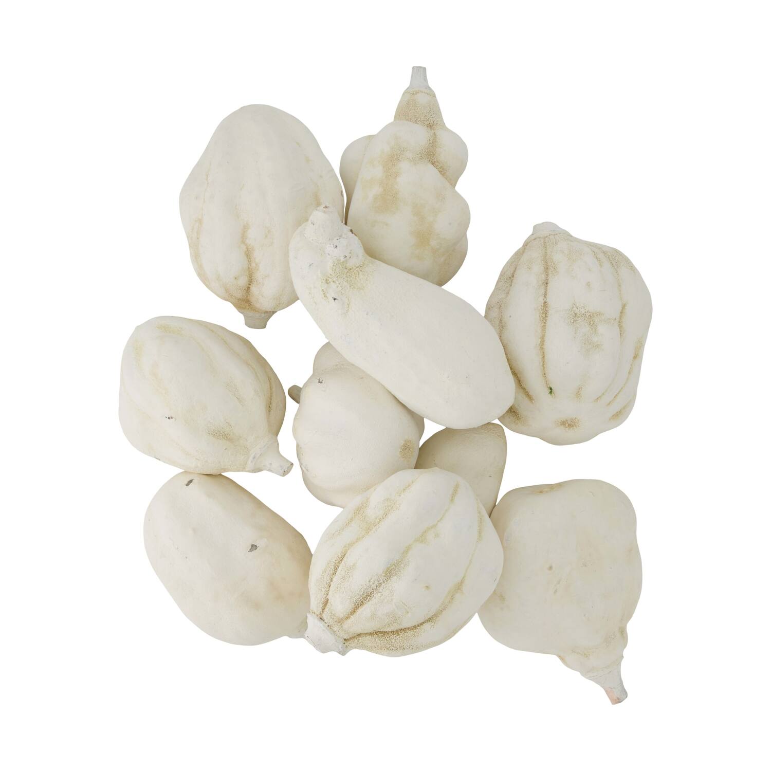 Baobab medium 8-12cm 10pc - White