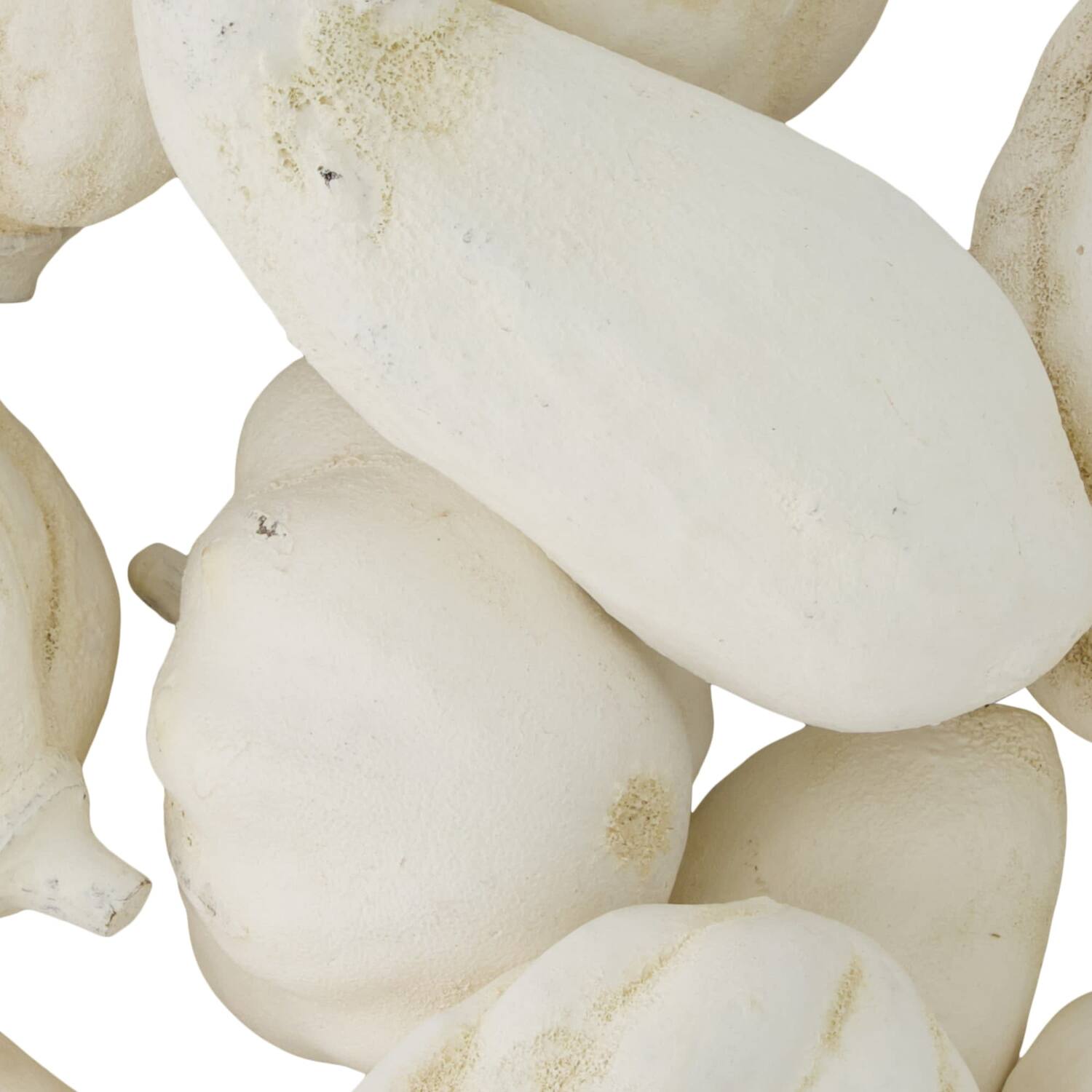 Baobab medium 8-12cm 10pc - White