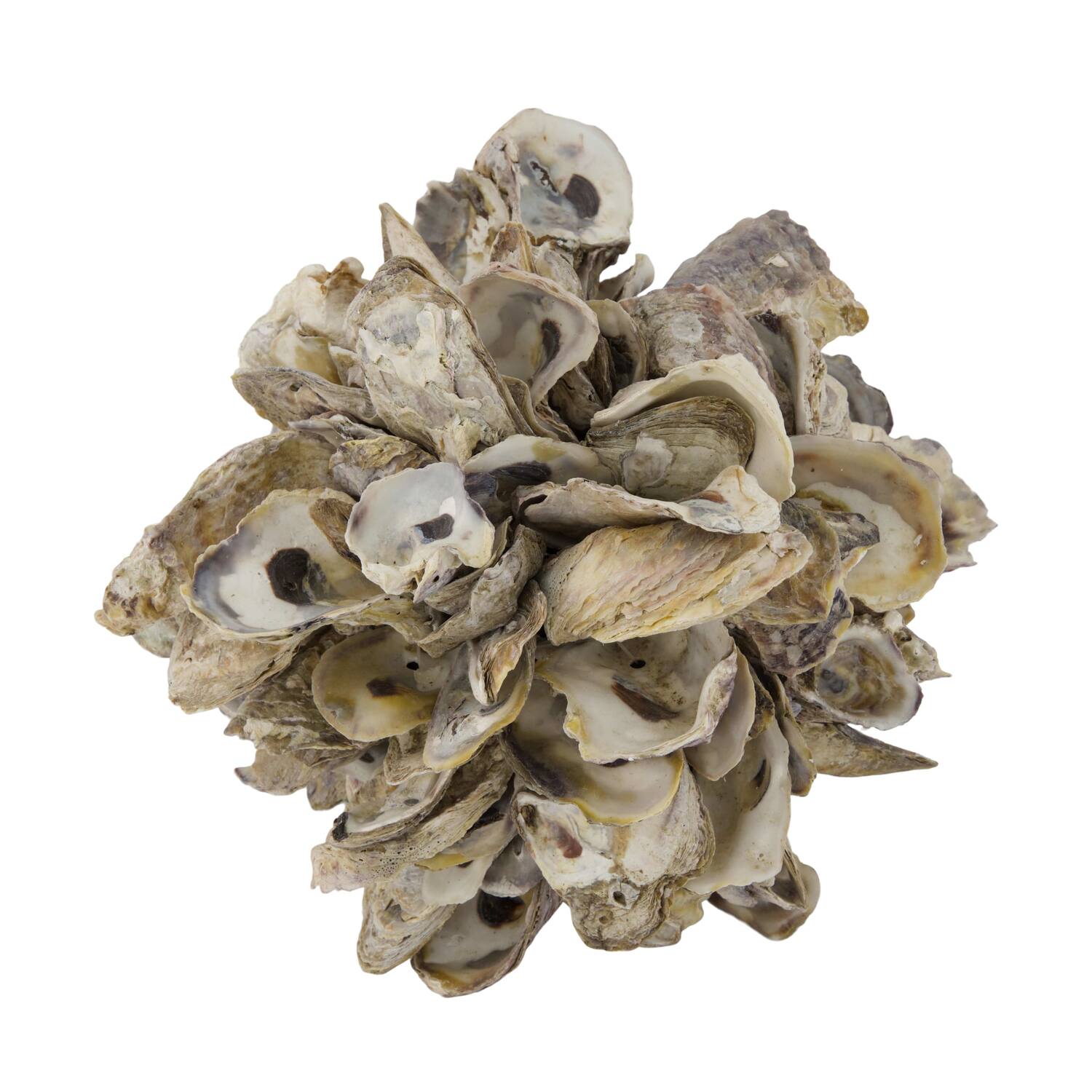 Ball oyster nature 20x20x20cm