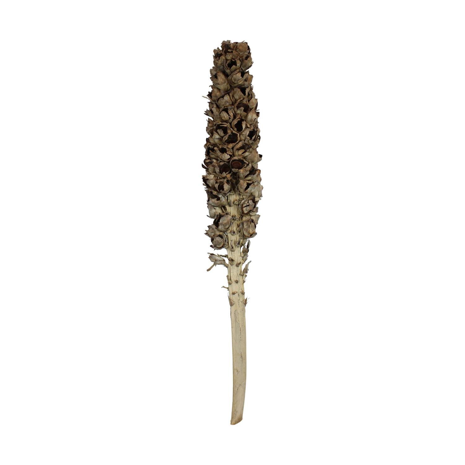 Cacho de coco with stem 140-160cm - Natural