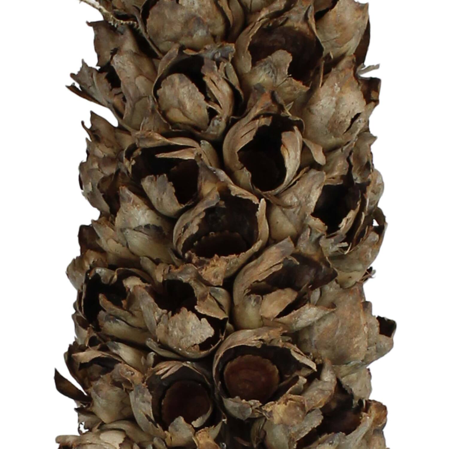 Cacho de coco with stem 140-160cm - Natural