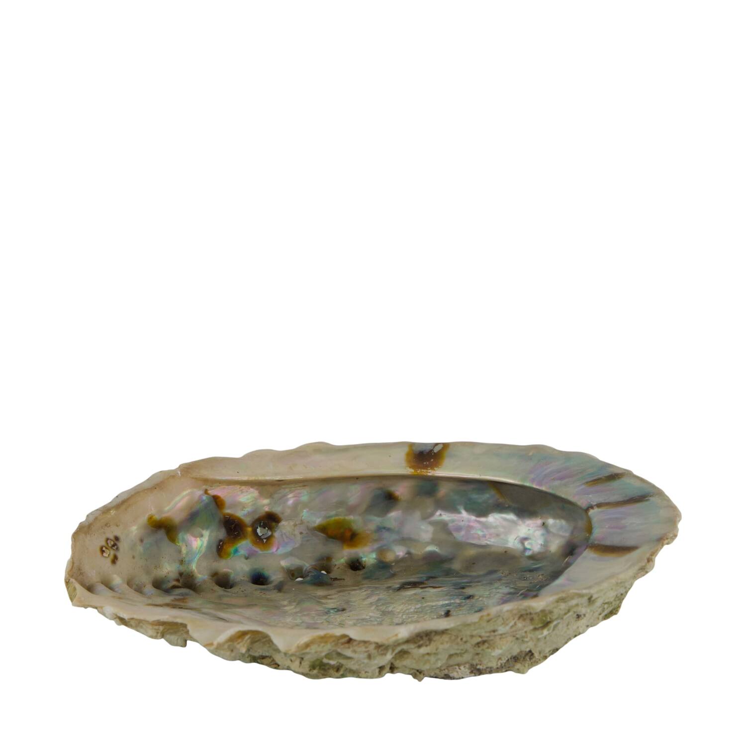 Shell abalone large nature 14x11x2.5cm - Natural
