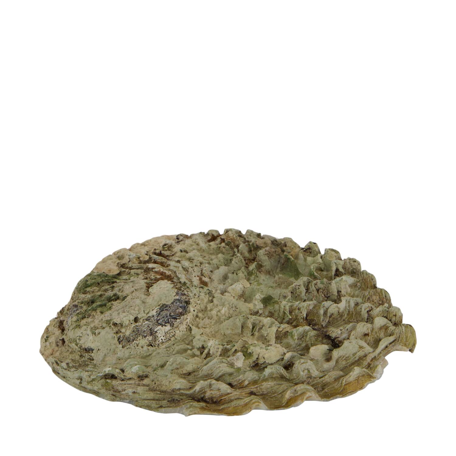 Shell abalone large nature 14x11x2.5cm - Natural