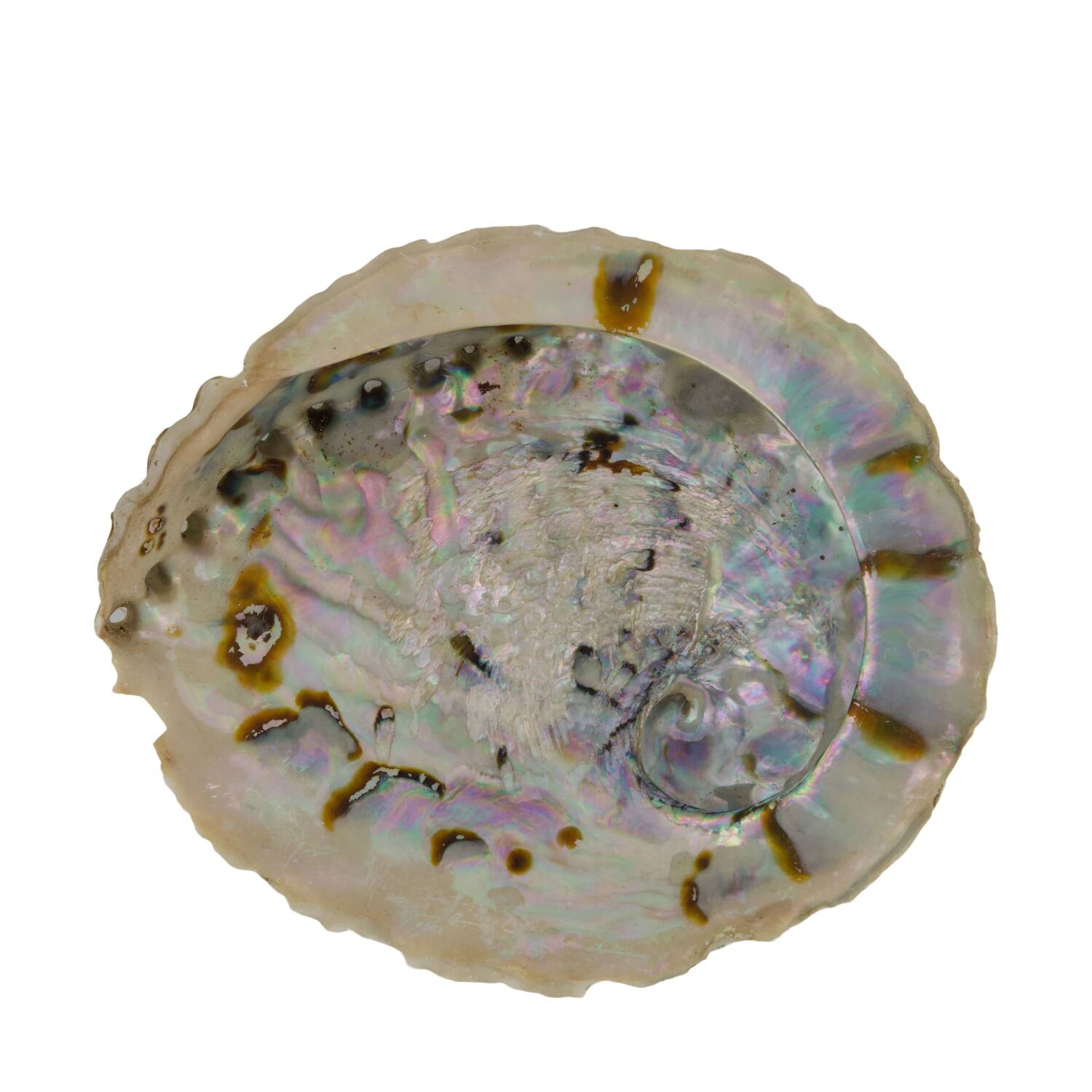 Shell abalone large nature 14x11x2.5cm - Natural