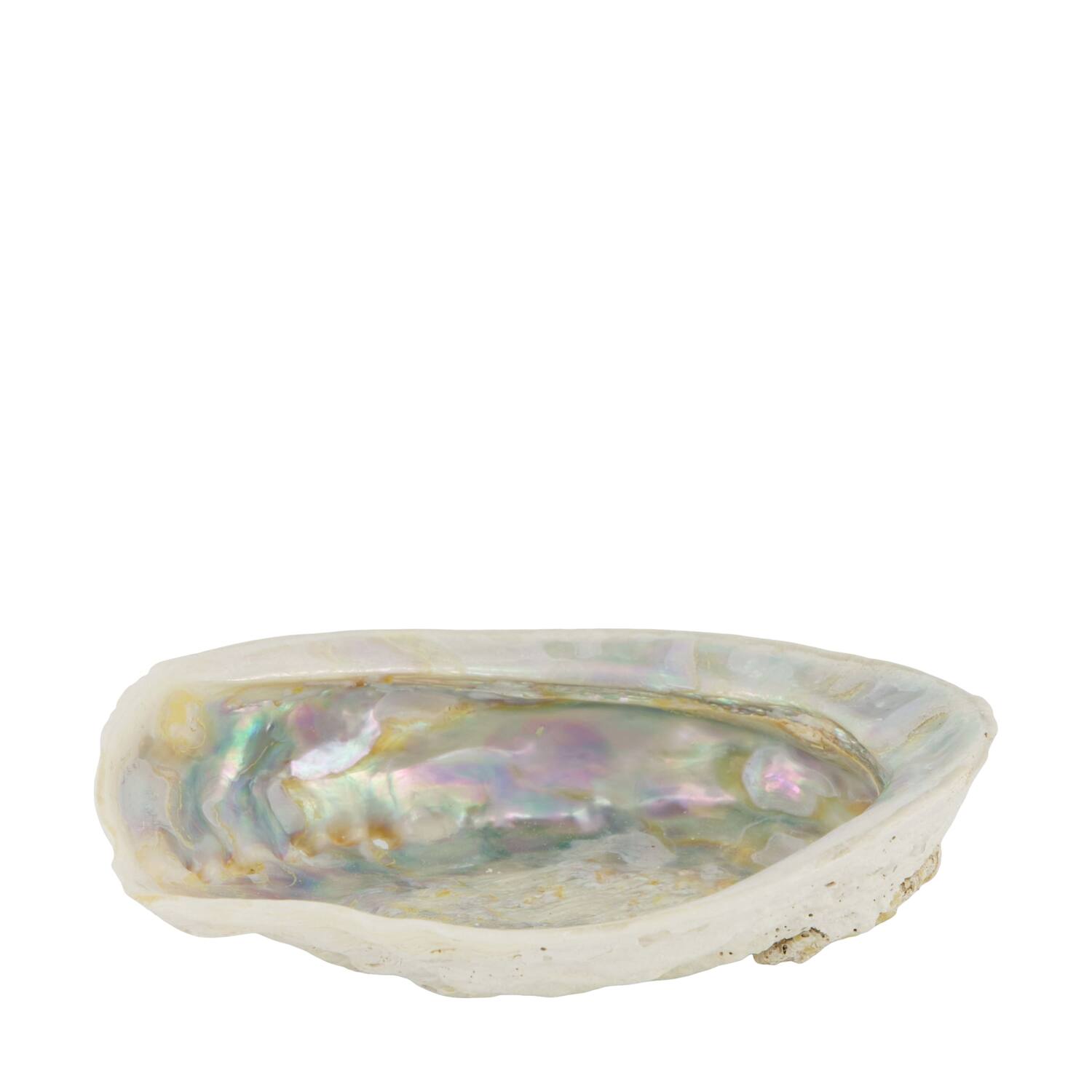 Shell abalone large nature 14x11x3cm - Cream