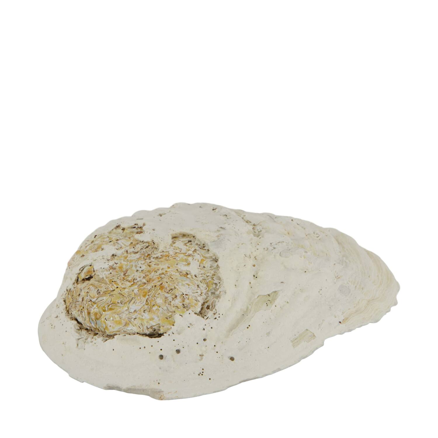Shell abalone large nature 14x11x3cm - Cream