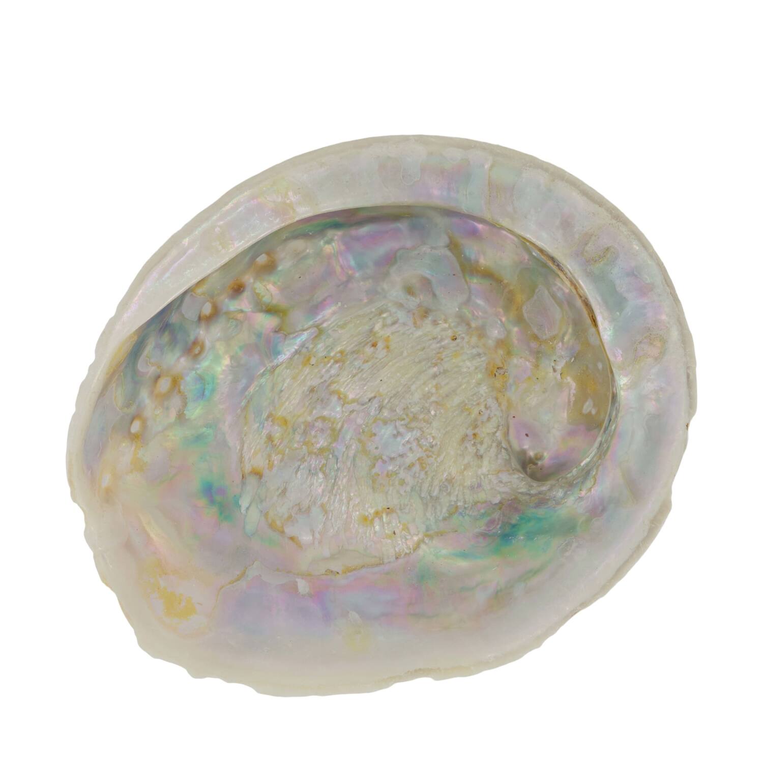 Shell abalone large nature 14x11x3cm - Cream