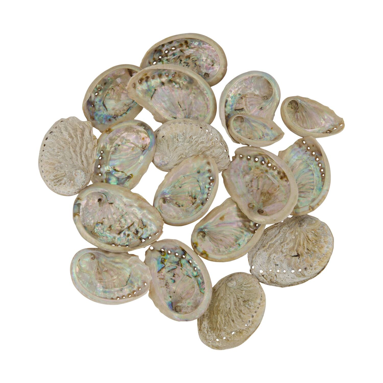 Shell abalone mini nature 21x10x3cm 200gr - Natural