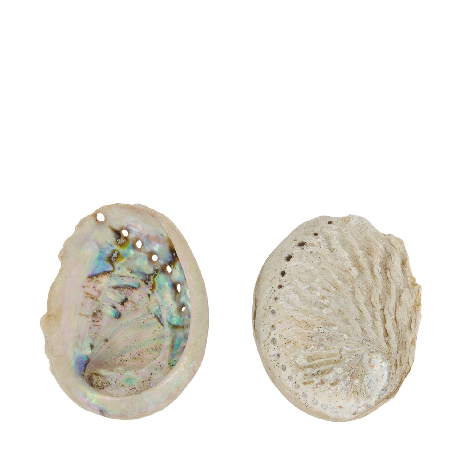 Shell abalone mini nature 21x10x3cm 200gr - Natural