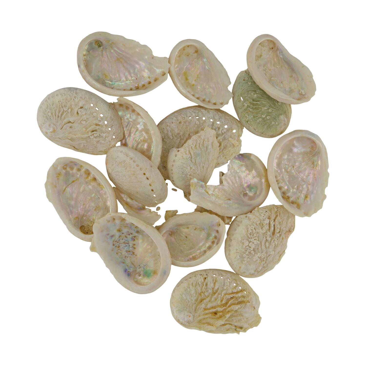 Shell abalone mini nature 21x10x3cm 200gr - Cream